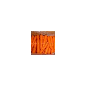 fresh carrot