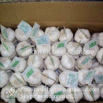 New Crop Fresh Chinese Pure White Garlic (5.0cm, 5.5cm, 6.0cm)Box Packing photo-5