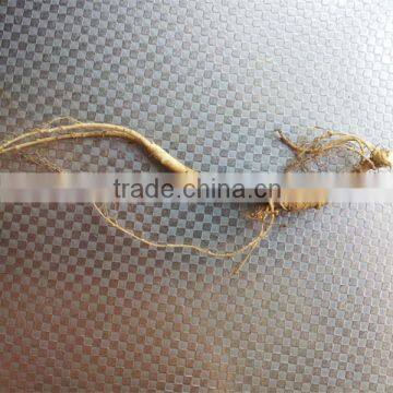 China Changbai Mountian Old Wild Ginseng Panax Roots Price photo-2