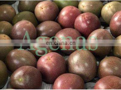 PASSION FRUIT FROM VIETNAM photo-2