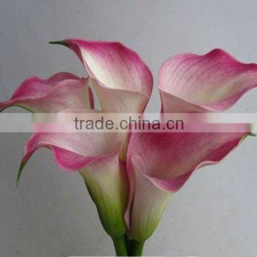 High quality single stem latex calla lily callas wholesale