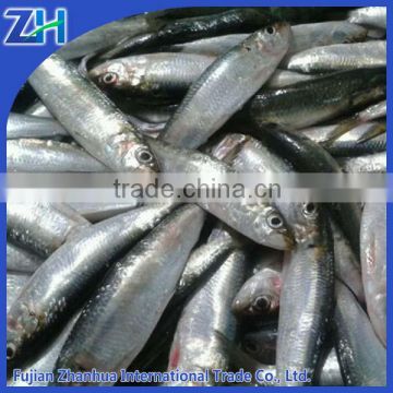 frozen fresh sardines for canning process