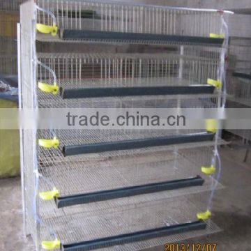 quail cage/quail cages for sale/quail wire mesh cage/quail cage and water system