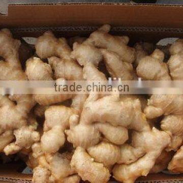 New crop crystal ginger with competitive export price