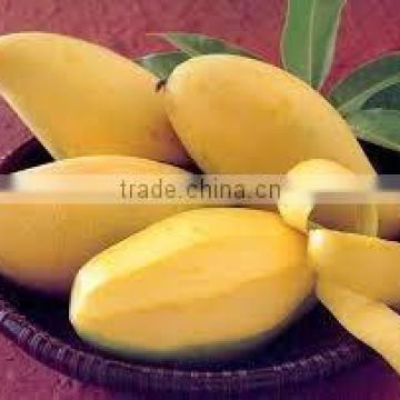 WHOLE VIETNAM FRESH SWEET MANGO