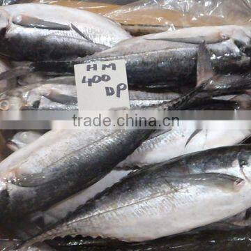 HORSE MACKEREL photo-2