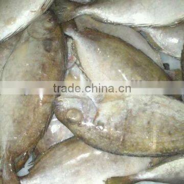 rabbit fish
