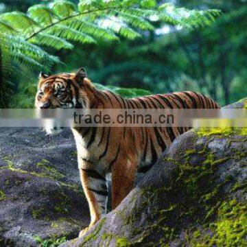 Stone tiger pattern between cloth painting