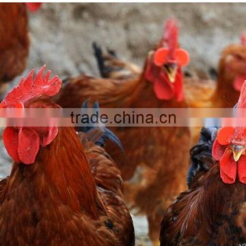 glasses for chickens Factory Supplier Plastic Chicken Eye Glasses for Stopping Chicken Fight