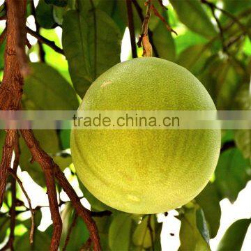 Export Best Fruit Premium Grade Cheapest Pomelo/Grapefruit Honey