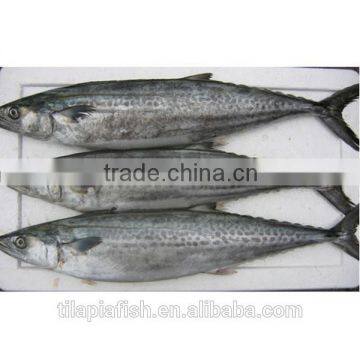 Sea frozen atlantic mackerel scomber scombrus on sale