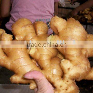 CHINESE FRESH GINGER 150+