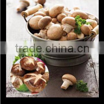 best quality best price frozen baby oyster mushroom 2015