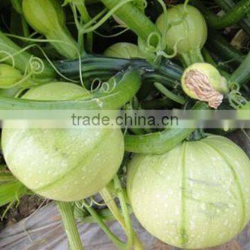 Chinese f1 hybrid squash seeds planting seeds