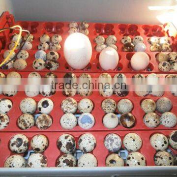 incubator quail egg trays
