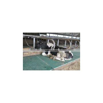 2015 Super Quality !!! EVA Material Eva Rubber Mat EVA Cow Mat photo-3