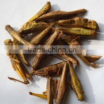 animal feed dried grasshopper