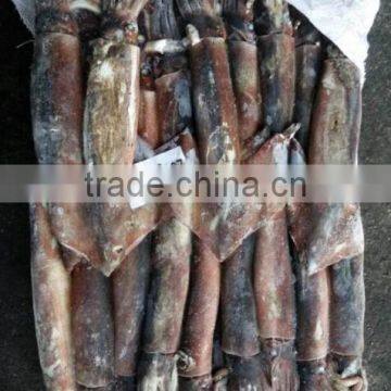 Penang of Illex Squid photo-2