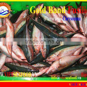 FROZEN GOLD BAND FUSILIER photo-3