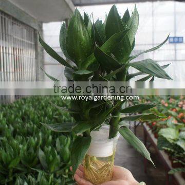 Dracaena Sanderiana Lotus 3 Pcs in One Pot photo-2