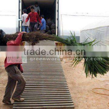 trachycarpus fortunei loaded