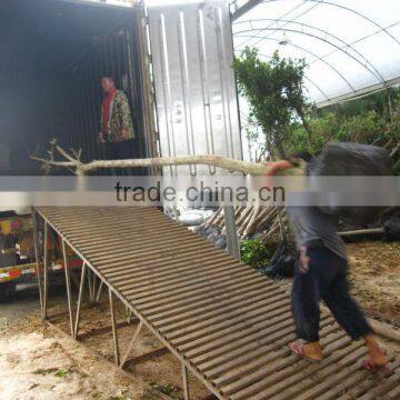 Spathodea Campanulata Nursery photo-5