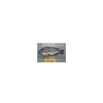 Sell Frozen Tilapia Gutted And Scaled (GS)