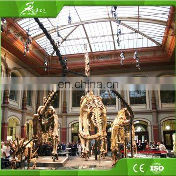 KAWAH OEM Factory Custom Realistic Dinosaur Animal Skeleton for Sale photo-6