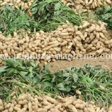 Peanut Harvesting Machine photo-2