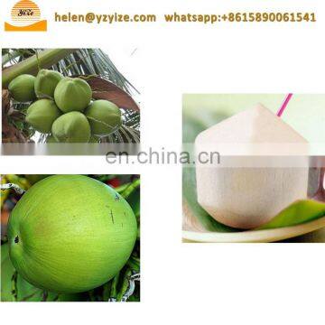 Diamond Shape Trade Young Coconut Peeler Trimming Machine Tender Coconut Skin Peeling Removing Machine photo-3