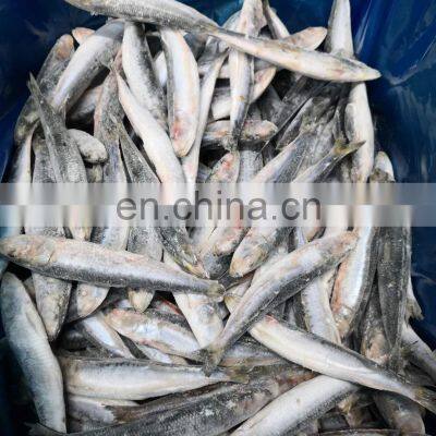 Good Quality IQF Sardine Fish Export for Fishing Bait photo-2