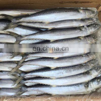 Fresh Seafood Scientific Name of Spanish Mackerel photo-2
