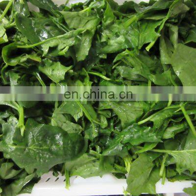 Sinocharm A Grade IQF Chopped Spinach Frozen Spinach Fresh Green photo-5