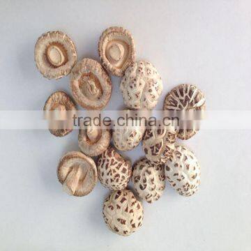 Factory Price for Dried Mushroom