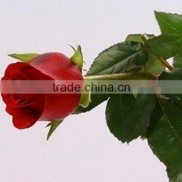 Factory New Coming Natural Black Magic Rose photo-3