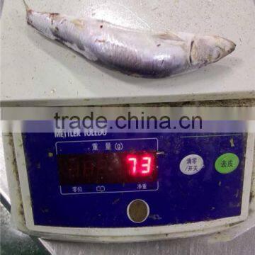 Grade A sea frozen sardine sardinella longiceps for canning