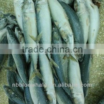 400-500g good quality frozen mackerel fish