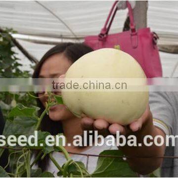 Sweet Star No.21 resist diseases hybrid musk melon seeds