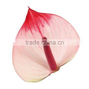 Anthurium Flower & Plants photo-2