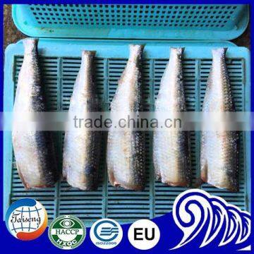 Frozen HGT sardine fish for canning, sardine whole round price