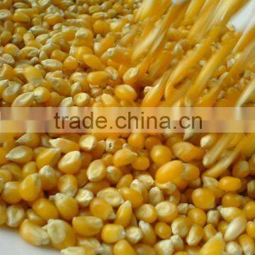 Yellow Corn for Vietnam