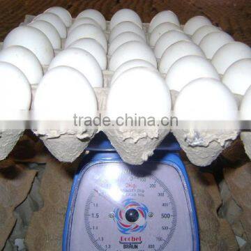 Exporter of Protein eggs