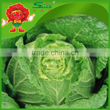 2014 New Harvested Fresh Cabbage / Chinese Cabbage