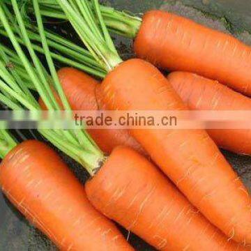 2015 Fresh Carrot - hot sales