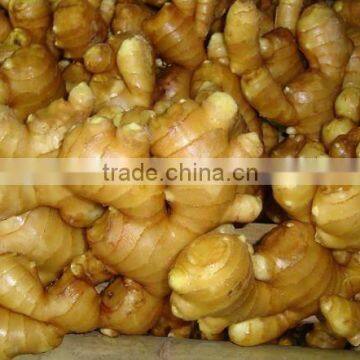 market price for fat ginger on sale