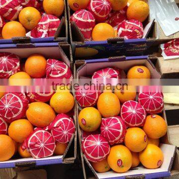 Sweetly Flavor Valencia and Navel Orange in Egypt