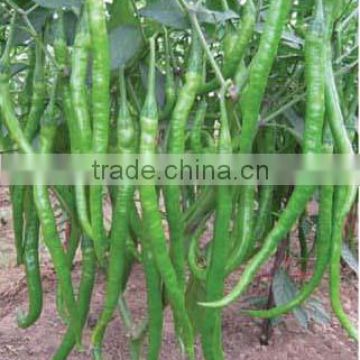 Hybrid chili pepper seeds for growing-PS009A