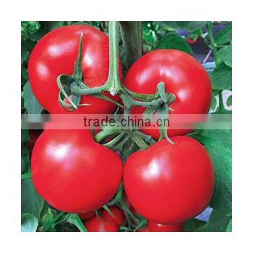 2016 Hybrid High yield disease-resistant Tomato seeds for growing- Red lotus No.2