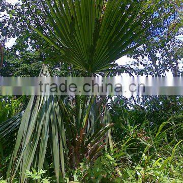 Ornamental Plant Sabal Palmetto