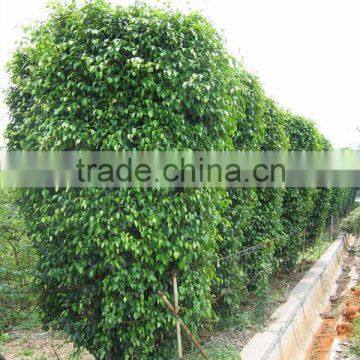 Ornamental Plants Ficus Benjamina photo-5
